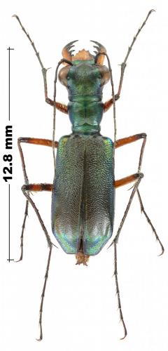 Heptodonta melanopyga